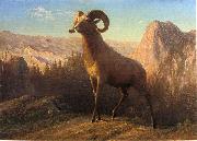 Albert Bierstadt A Rocky Mountain Sheep, Ovis, Montana oil painting reproduction